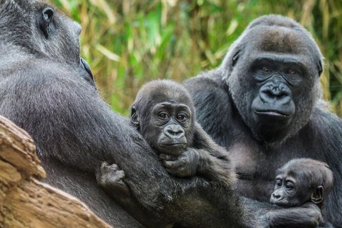 Bronx Zoo Admission Ticket - Why this Bronx Zoo ticket is good value for a NYC day out