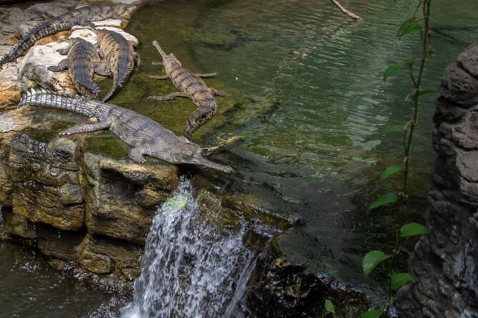 Bronx Zoo Admission Ticket - The children’s petting zoo: safe hands-on fun that actually lands