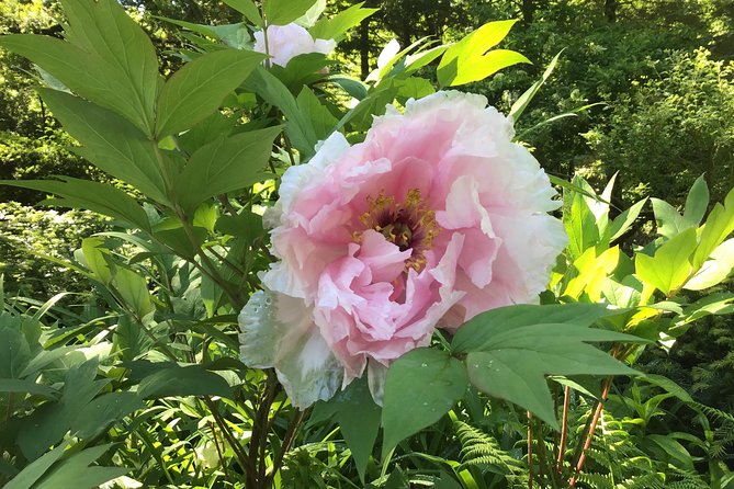 Central Park Guided Walking Tour - Ramble time: quieter paths, birdwatching chances, and a break from the crowds