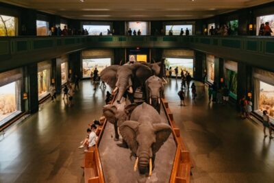 New York City: American Museum of Natural History Ticket - What’s included in this museum ticket (and what costs extra)