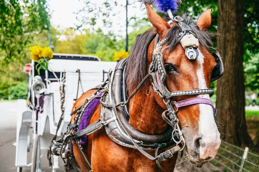NYC: Guided Central Park Horse Carriage Ride - Bethesda Fountain and Cherry Hill: the two photo moments that justify the ride
