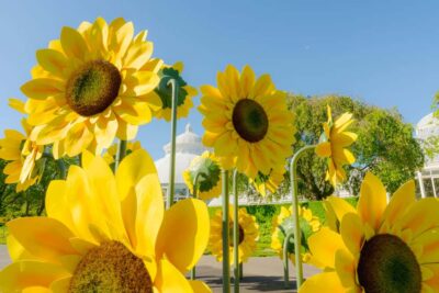 NYC: New York Botanical Garden Pass with Orchid Show Option - Van Gogh’s Flowers and Starry Nights in 2025