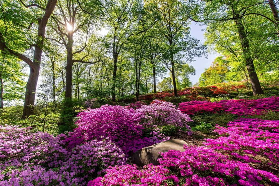 NYC: New York Botanical Garden Pass with Orchid Show Option - Tram tour, indoor breaks, and the art-botany mashup