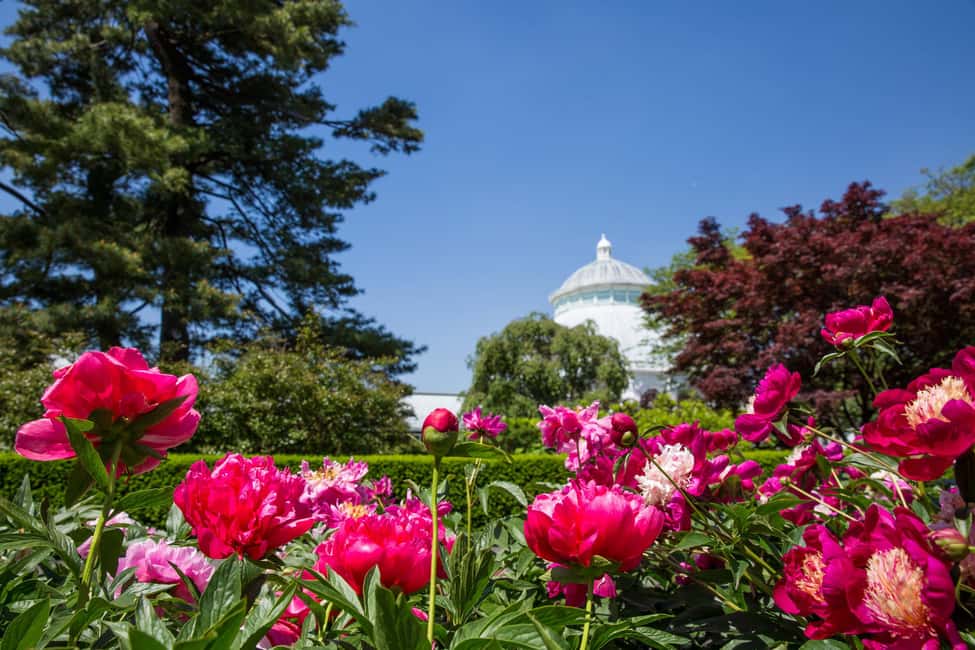 NYC: New York Botanical Garden Pass with Orchid Show Option - Parking, finding entrances, and how to avoid first-day friction