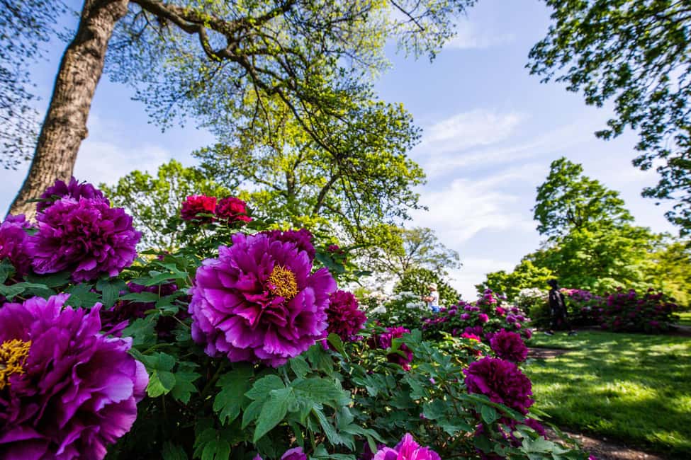NYC: New York Botanical Garden Pass with Orchid Show Option - Getting there from Manhattan and the subway options